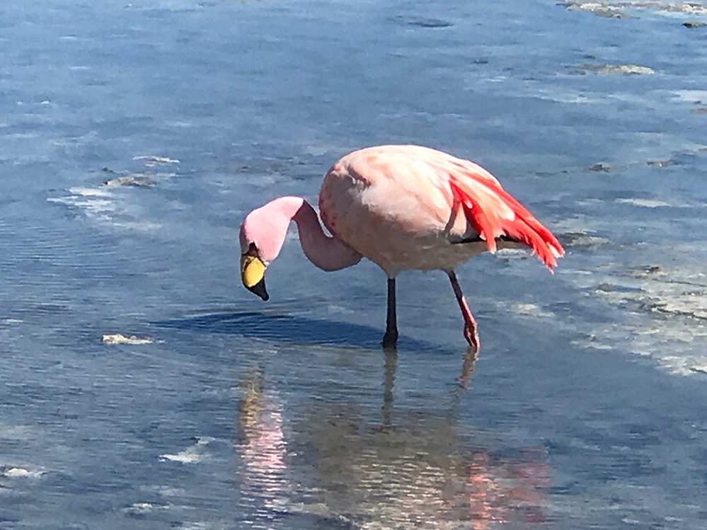 Flamingo