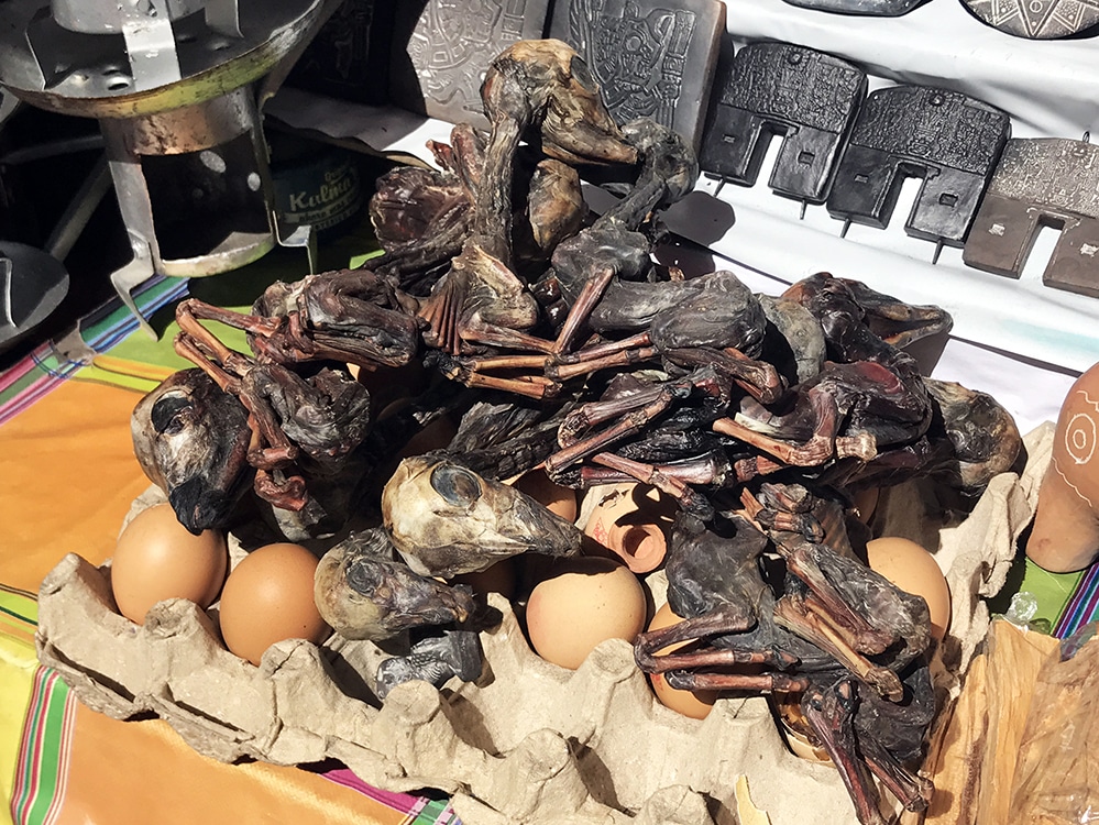 Llama fetuses at the Witches' Market 