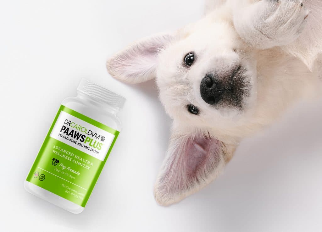 Dr. Carol pet supplements bottle design next to friendly dog laying against light grey backdrop.