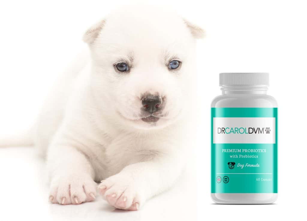 Dr. Carol pet product labels supplement bottle design showcased next to puppy against white background.