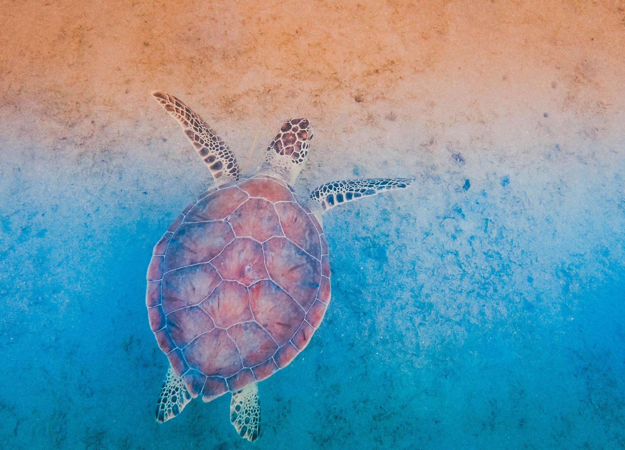 St. Thomas, US Virgin Islands product design, image showing a turtle swimming in ocean.