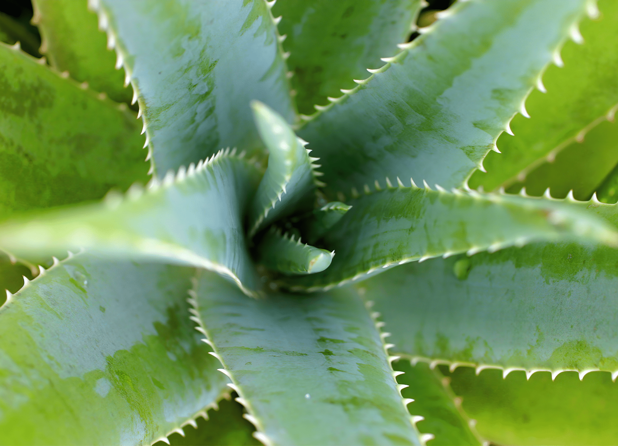 Natural cosmetic ingredients including an aloe vera plant for skincare.