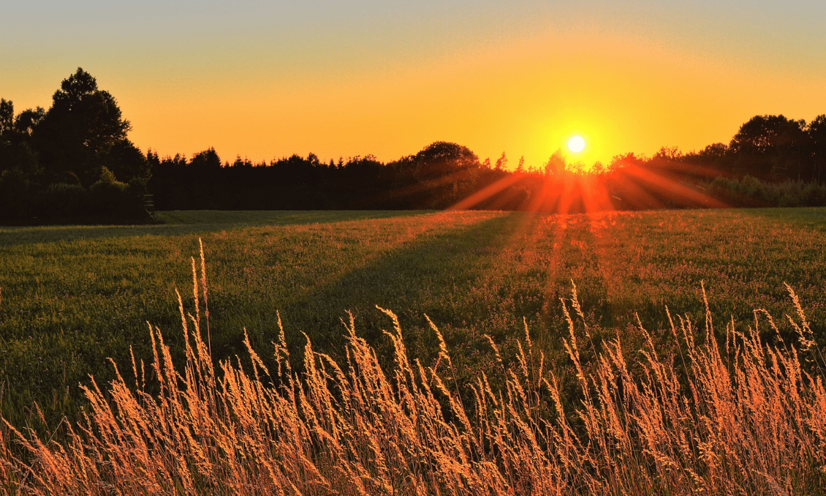 Beautiful sunrise on the horizon in a large field with trees and grass.